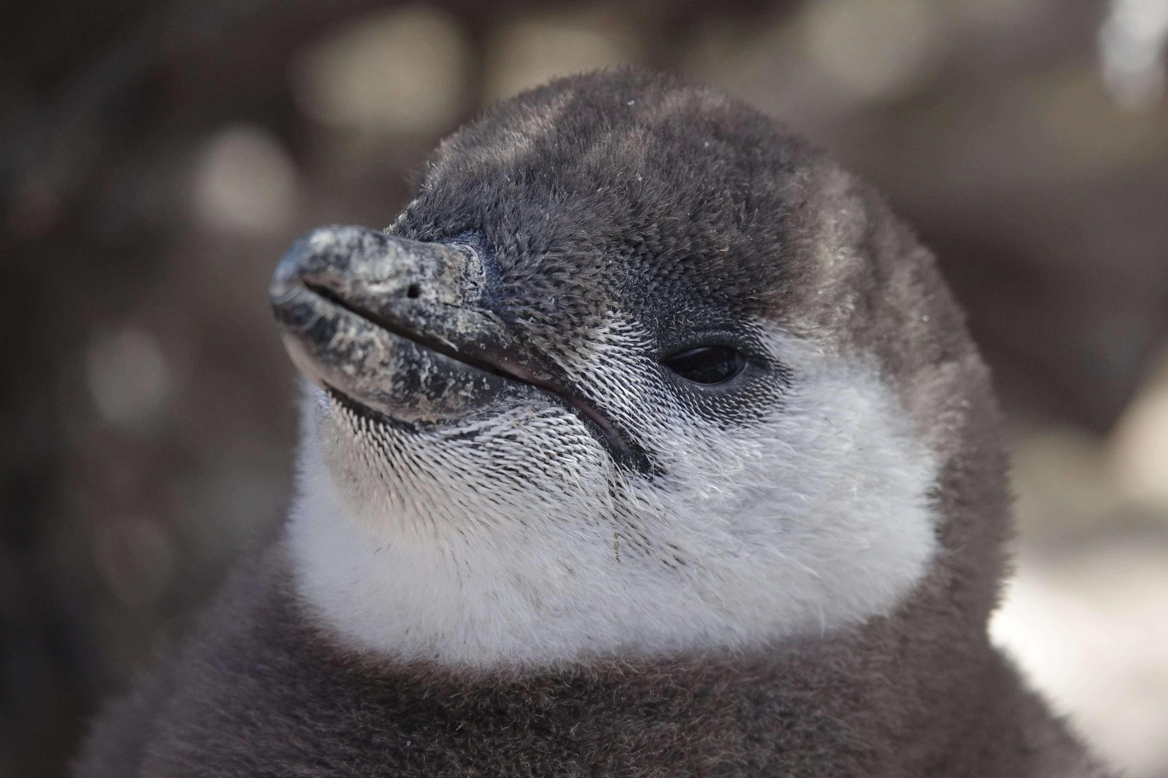 Animal de Patagonie